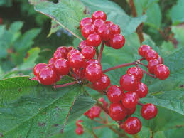 Attēlu rezultāti vaicājumam “Viburnum opulus bud”