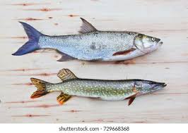 Image result for Aspius aspius