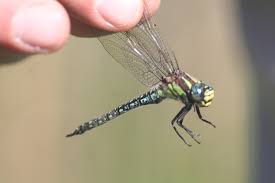 Attēlu rezultāti vaicājumam “Brachytron pratense”