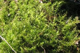 Attēlu rezultāti vaicājumam “Plagiomnium undulatum”