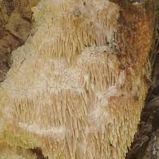 Attēlu rezultāti vaicājumam “Asterodon ferruginosus”