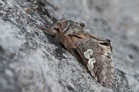 Attēlu rezultāti vaicājumam “Diloba caeruleocephala”