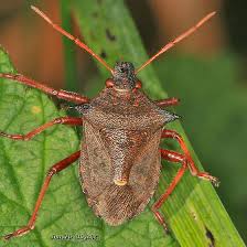Attēlu rezultāti vaicājumam “Picromerus bidens”