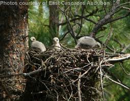 Attēlu rezultāti vaicājumam “Accipiter gentilis nest”