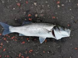 Image result for Carrick Angling Club