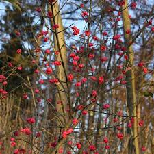 Attēlu rezultāti vaicājumam “Euonymus europaeus”