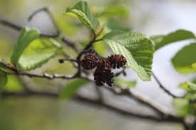 Attēlu rezultāti vaicājumam “Alnus incana female flower”