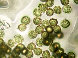 Attēlu rezultāti vaicājumam “Perichaena corticalis macro”