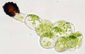 Attēlu rezultāti vaicājumam “Tritomaria exsectiformis cells”