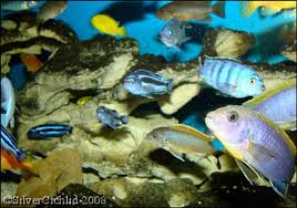 Risultati immagini per cynotilapia pulpican