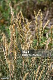 Attēlu rezultāti vaicājumam “Anthoxanthum odoratum flower”