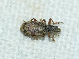 Attēlu rezultāti vaicājumam “Polydrusus tereticollis”