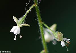 Attēlu rezultāti vaicājumam “Circaea lutetiana”