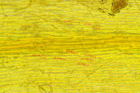 Attēlu rezultāti vaicājumam “Drepanocladus aduncus var. polycarpon”