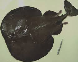 Image result for Torpedo torpedo