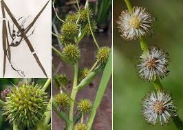 Attēlu rezultāti vaicājumam “Sparganium neglectum”