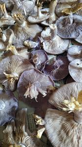 Attēlu rezultāti vaicājumam “Lepista nuda”