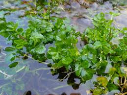 Image result for Brunnenkresse