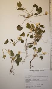 Attēlu rezultāti vaicājumam “Viola odorata bud”