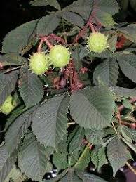 Attēlu rezultāti vaicājumam “Aesculus hippocastanum”