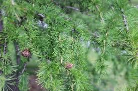 Attēlu rezultāti vaicājumam “Larix decidua”