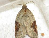 Attēlu rezultāti vaicājumam “Acleris laterana”