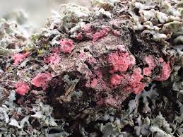 Attēlu rezultāti vaicājumam “Illosporiopsis christiansenii”