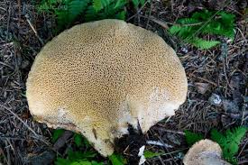 Attēlu rezultāti vaicājumam “Polyporus squamosus”