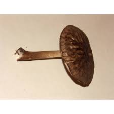 Attēlu rezultāti vaicājumam “Pluteus umbrosus”