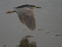 Image result for Nycticorax nycticorax