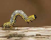 Attēlu rezultāti vaicājumam “Abraxas sylvata larva”