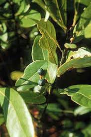 Attēlu rezultāti vaicājumam “Oenothera rubricauli leaf”