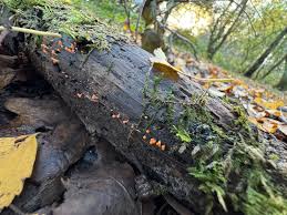 Attēlu rezultāti vaicājumam “Heterotrichia ferruginea (syn. Arcyria ferruginea) stalked”