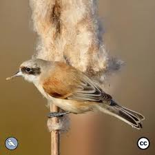 Attēlu rezultāti vaicājumam “Remiz pendulinus adult”