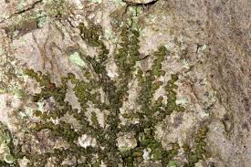 Attēlu rezultāti vaicājumam “Frullania dilatata”