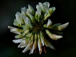Attēlu rezultāti vaicājumam “Trifolium repens fruit”