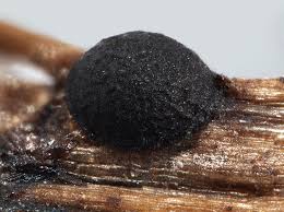 Attēlu rezultāti vaicājumam “Perichaena corticalis”