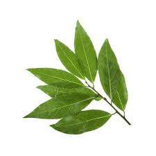 Image result for feuille-laurier-silex