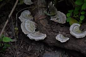 Attēlu rezultāti vaicājumam “Trametes”