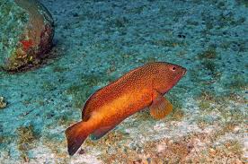 Image result for Cephalopholis fulva