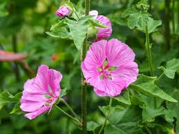 Image result for Lavatera thuringiaca