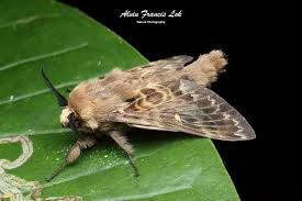 Attēlu rezultāti vaicājumam “Lasiocampidae”