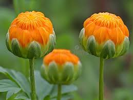 Attēlu rezultāti vaicājumam “Trollius europaeus bud”