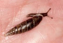 Attēlu rezultāti vaicājumam “Clausiliidae”