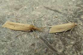 Attēlu rezultāti vaicājumam “Donacaula mucronella”