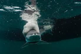 Image result for Nasolamia velox