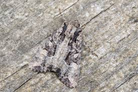 Attēlu rezultāti vaicājumam “Apamea remissa”