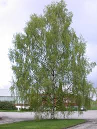 Attēlu rezultāti vaicājumam “Betula pendula var. carelica”