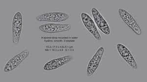 Attēlu rezultāti vaicājumam “Opegrapha atra”