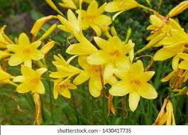 Attēlu rezultāti vaicājumam “Hemerocallis lilioasphodelus flower”